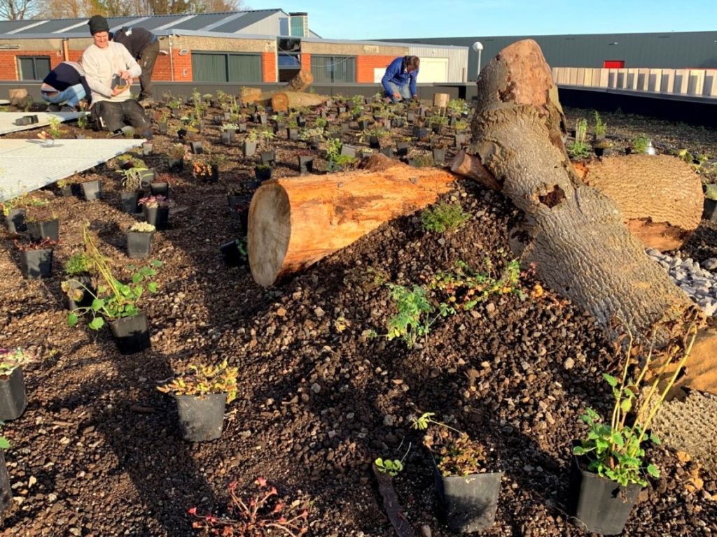 beplanting groendak