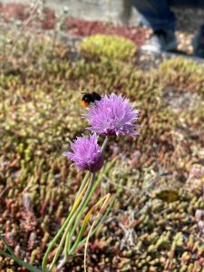 Bieslook met hommel