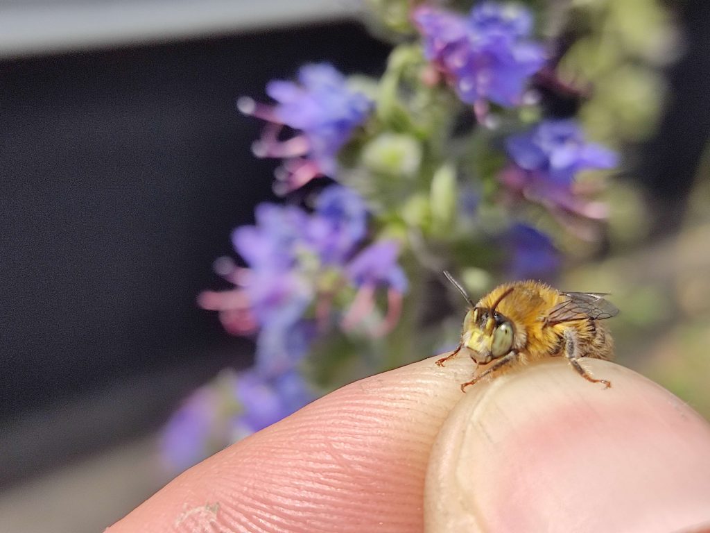 22 keer meer bijen op groendak dankzij Zoemdak&reg;-project