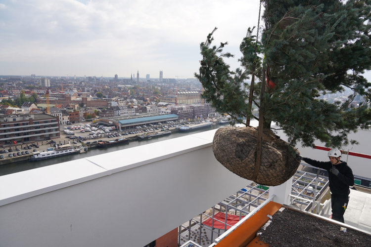 plaatsing bomen op daktuin