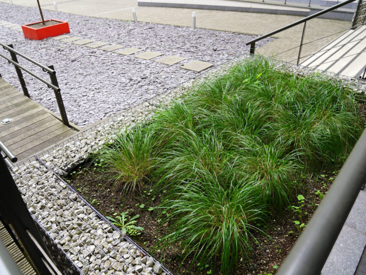 siergrassen op groendak van parking