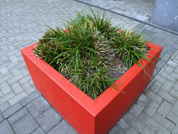 plantenbak op dak ibic