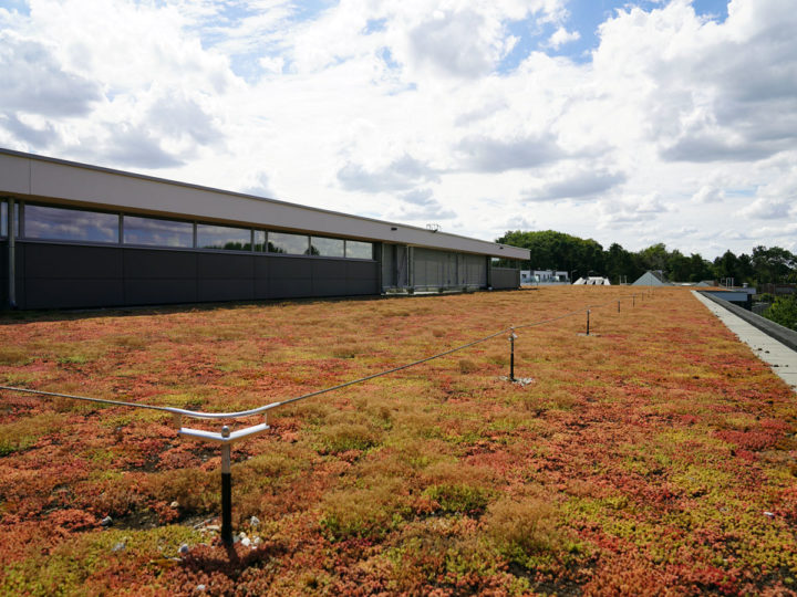 toit extensif avec sedum delhaize keerbergen