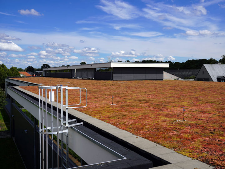 toit extensif avec sedum delhaize keerbergen