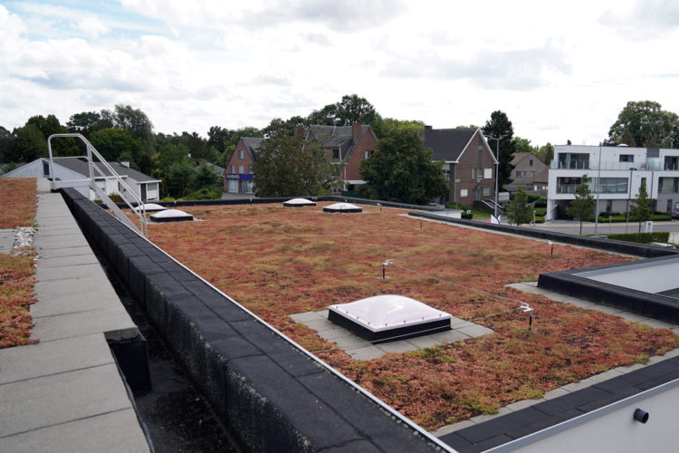 extensief groendak met sedum delhaize keerbergen