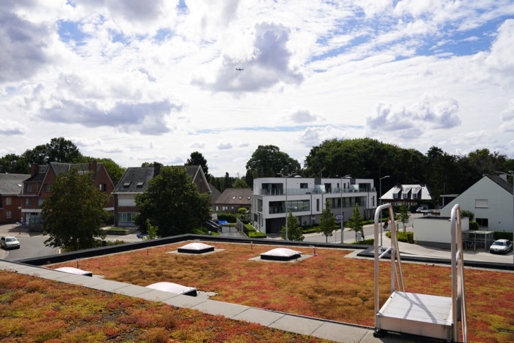 extensief groendak met sedum delhaize keerbergen