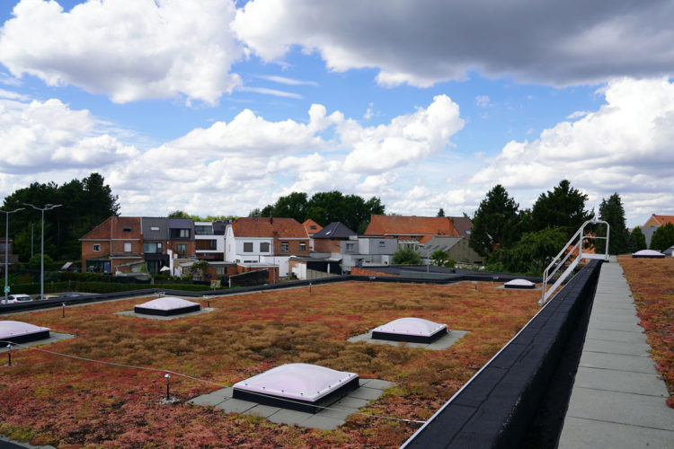 extensief groendak met sedum delhaize keerbergen