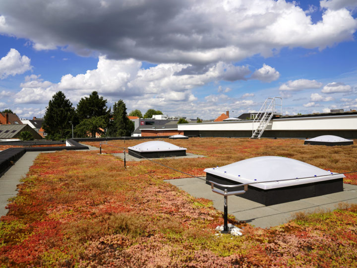 toit extensif avec sedum delhaize keerbergen