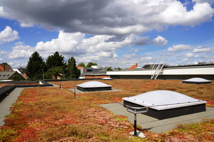 extensief groendak met sedum delhaize keerbergen