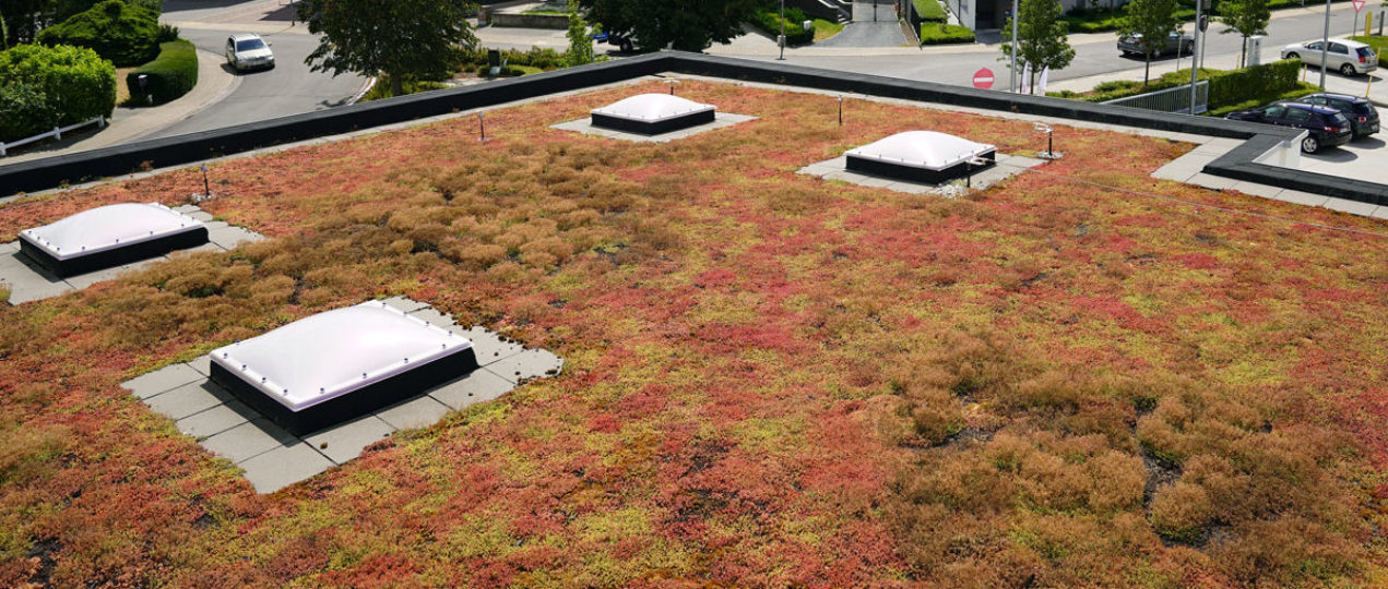 toit extensif avec sedum delhaize keerbergen