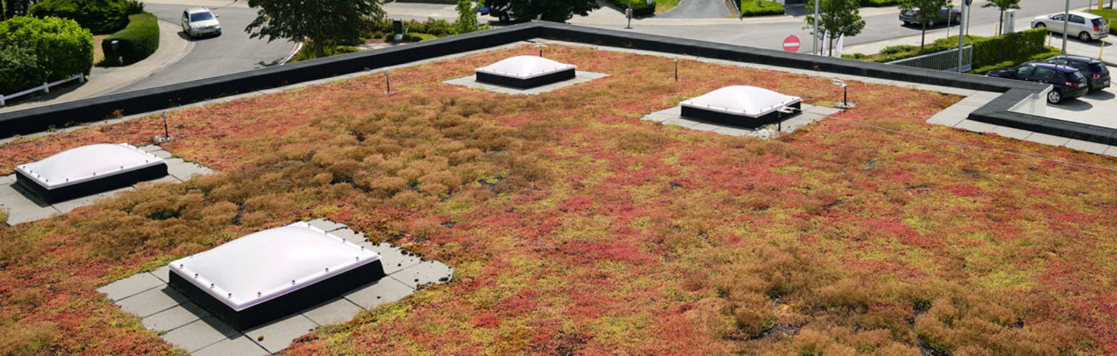 toit extensif avec sedum delhaize keerbergen