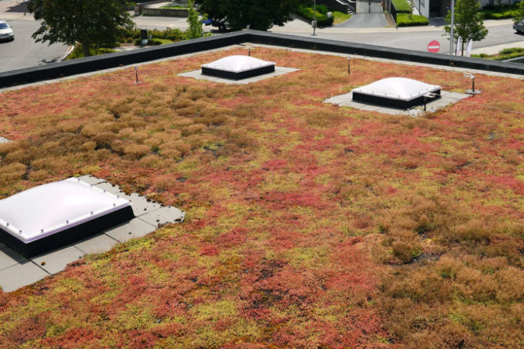 extensief groendak met sedum delhaize keerbergen