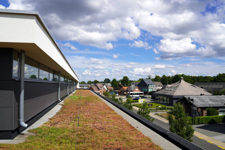 extensief groendak met sedum delhaize keerbergen