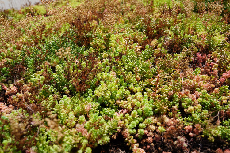 extensief groendak met sedum delhaize keerbergen