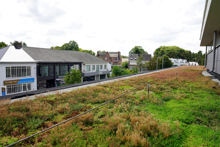 extensief groendak met sedum delhaize keerbergen