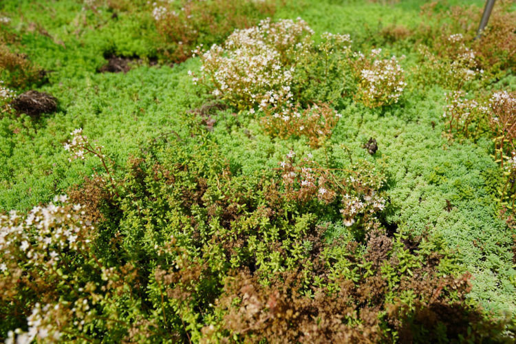 extensief groendak met sedums delhaize keerbergen