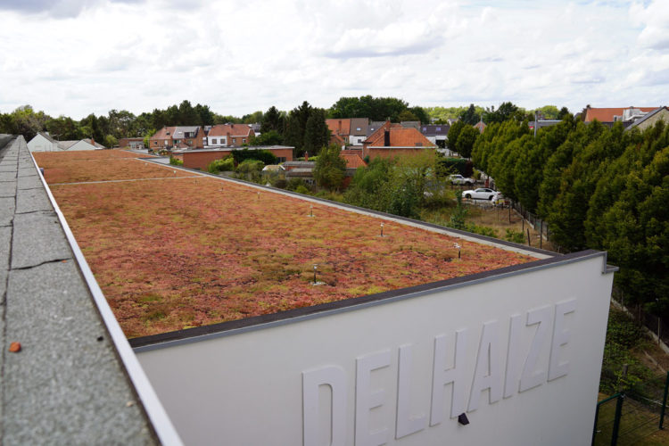 extensief groendak met sedums delhaize keerbergen