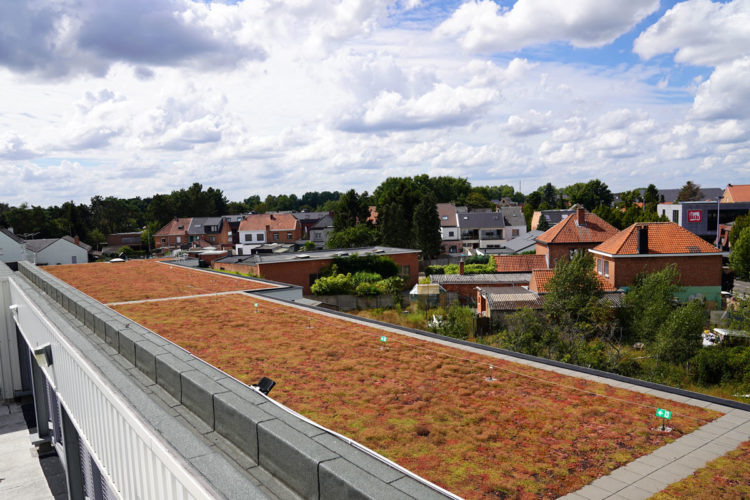extensief groendak met sedums delhaize keerbergen