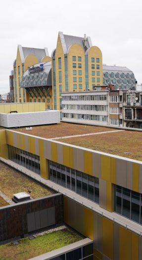 extensief groendak elisabethzaal