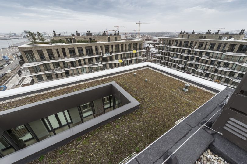 extensief groendak op plat dak