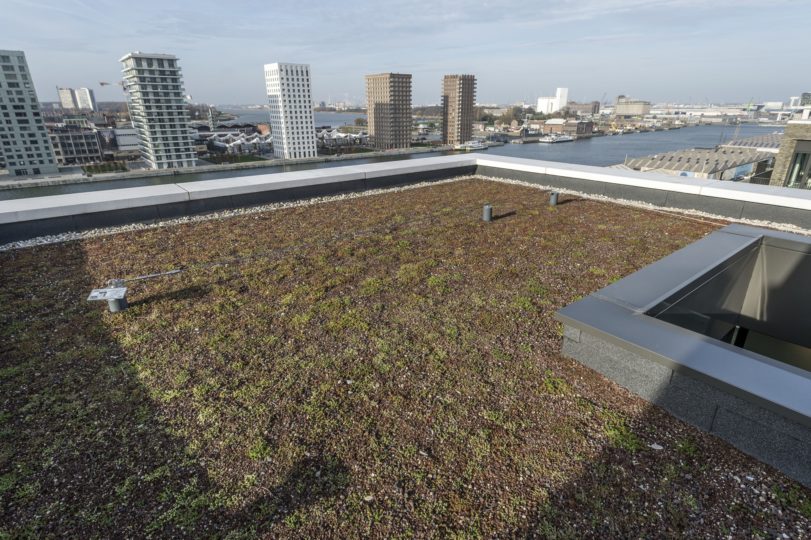 extensief groendak op plat dak