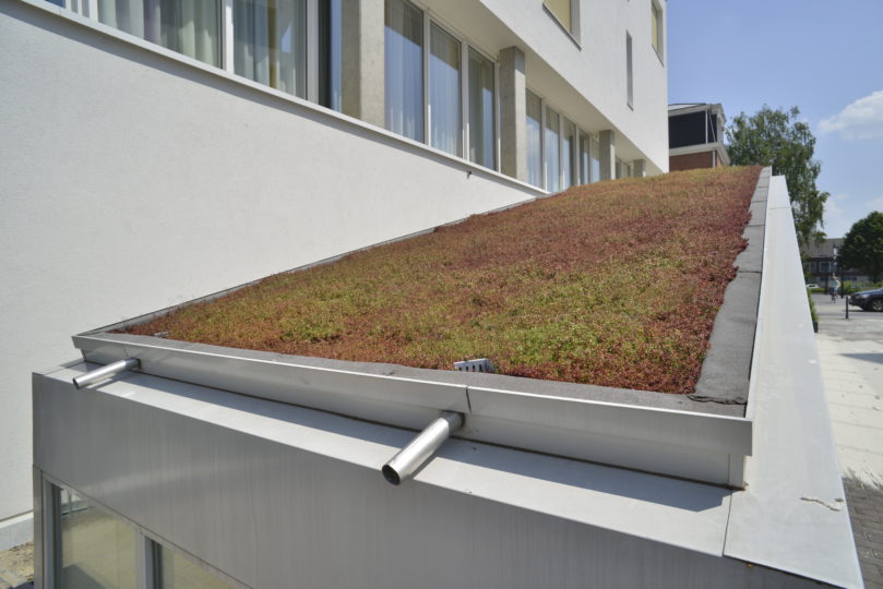 sedumdak extensief groendak
