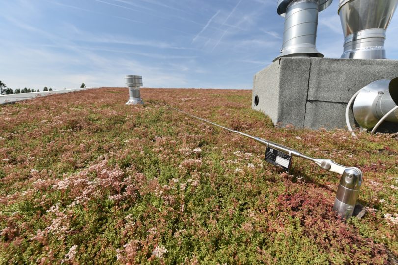 sedumdak extensief groendak