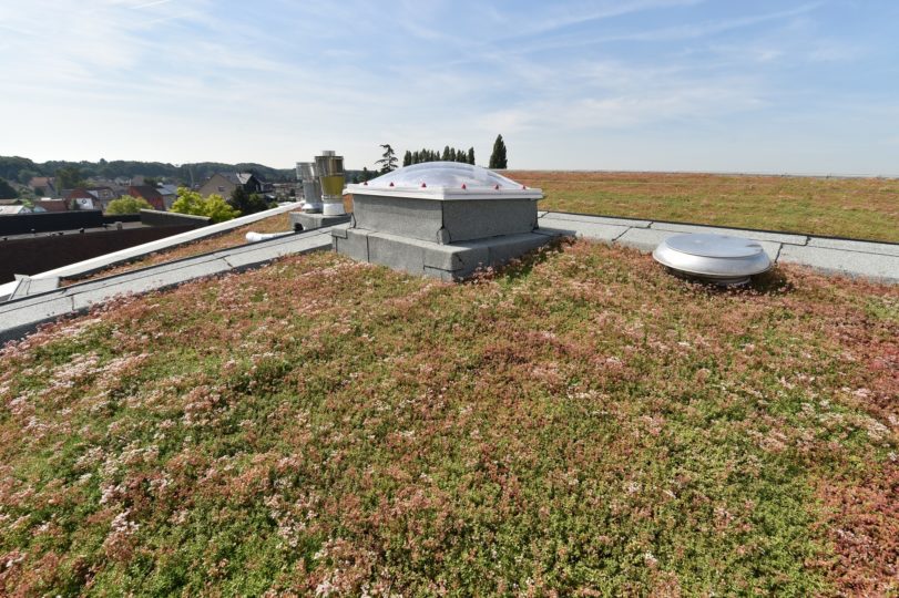 sedumdak extensief groendak