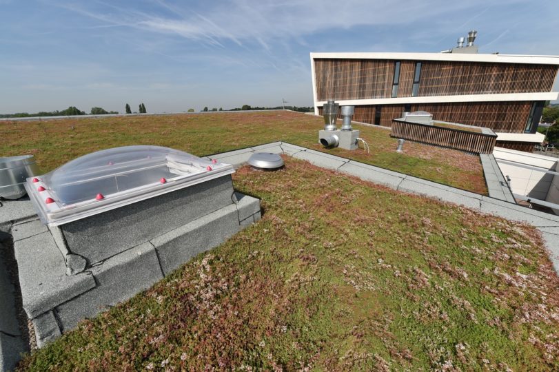 sedumdak extensief groendak