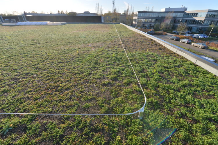 leeflijn op plat groendak
