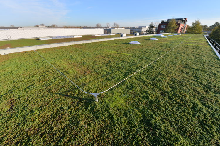 leeflijn op plat groendak