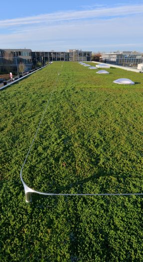 leeflijn op plat groendak