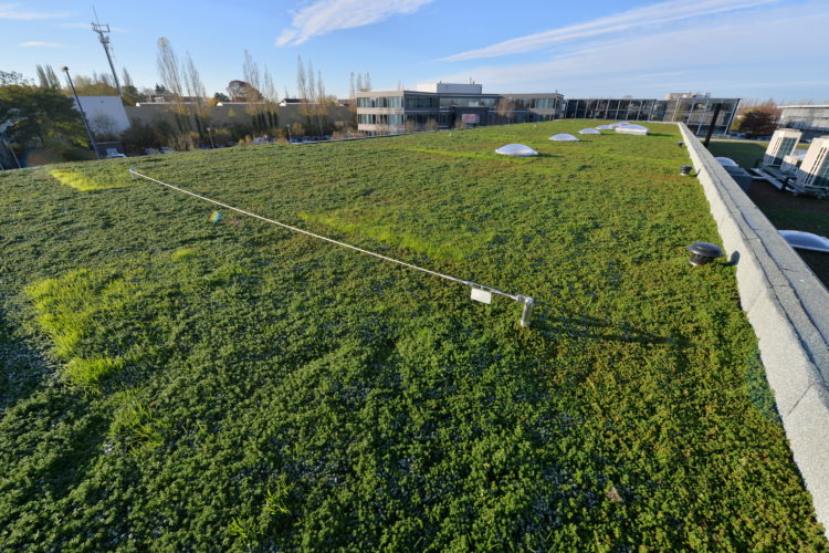 leeflijn op plat groendak
