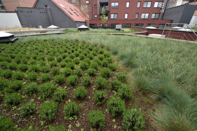 intensief groendak op plat dak