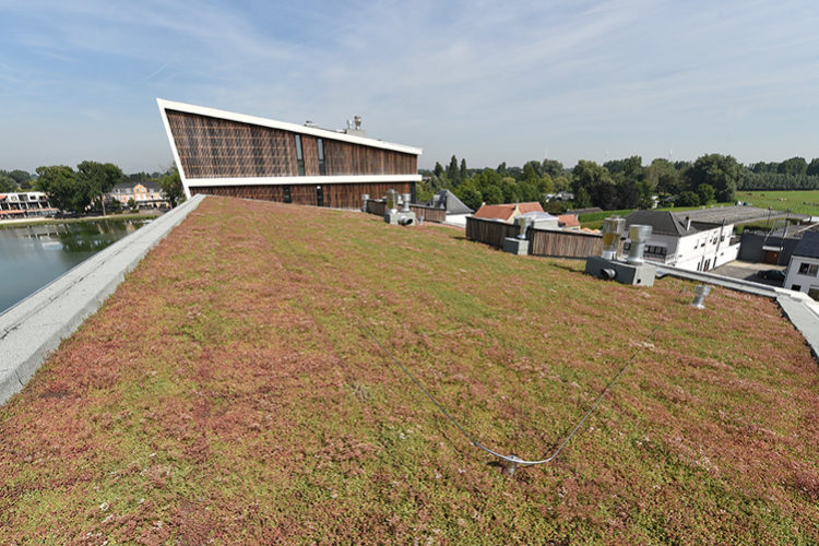 sedumdak