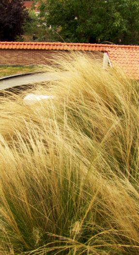 semi intensief groendak met grassen
