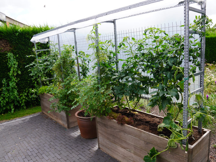 tomatenbakken bij ibic