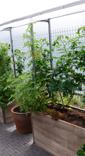 tomatenbakken bij ibic