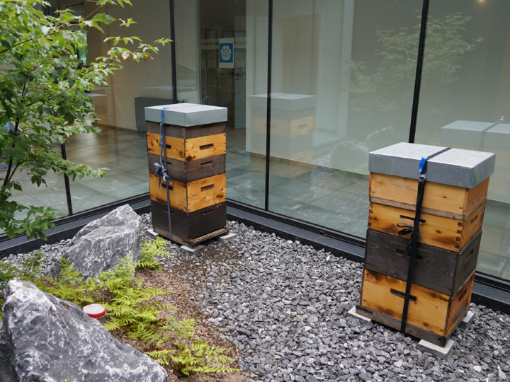ibic patio met bijenkasten