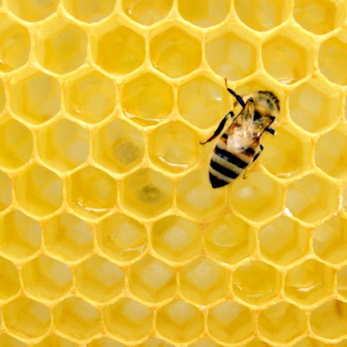 abeille
