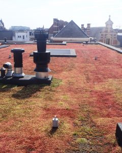 extensief groendak met sedum militair ziekenhuis