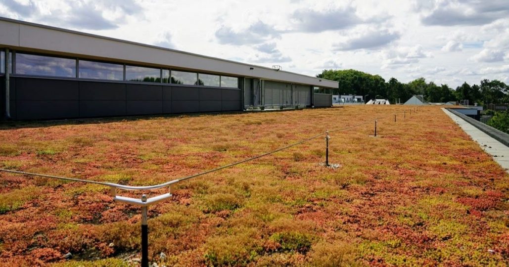 toit extensif avec sedum delhaize keerbergen