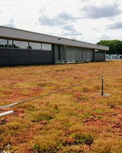 toit extensif avec sedum delhaize keerbergen