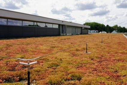 toit extensif avec sedum delhaize keerbergen