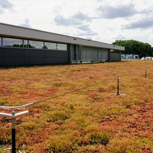 toit extensif avec sedum delhaize keerbergen