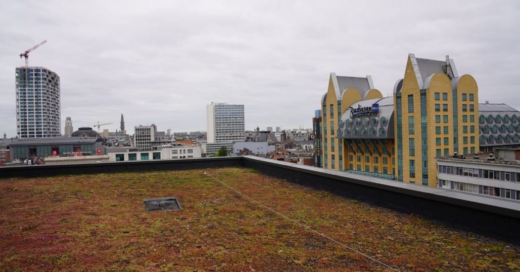 extensief groendak met leeflijn als valbeveiliging in stad