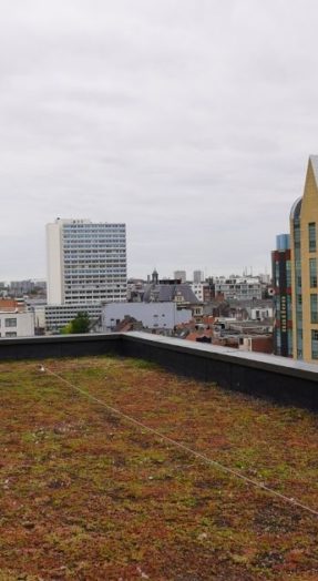 extensief groendak met leeflijn als valbeveiliging in stad