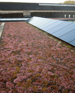 groendak met zonnepanelen