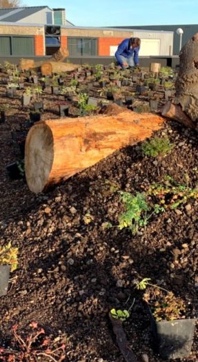 beplanting groendak