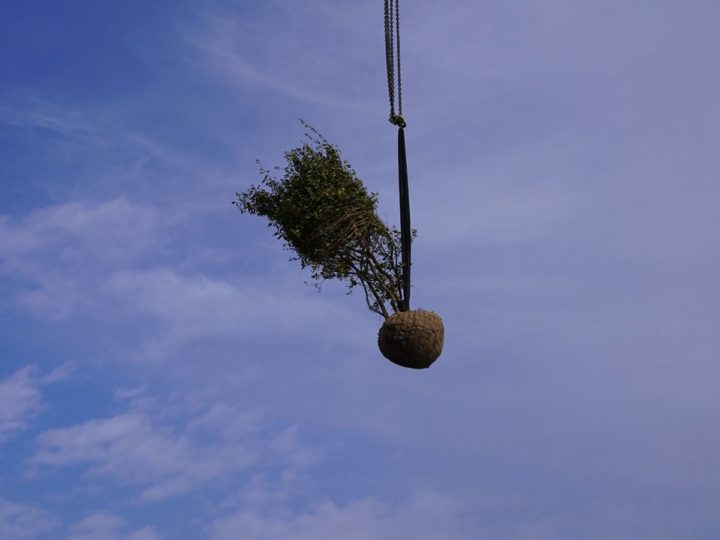 boom op dak plaatsen met kraan